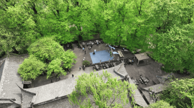 【生态环保】银杏古树见证生态文明