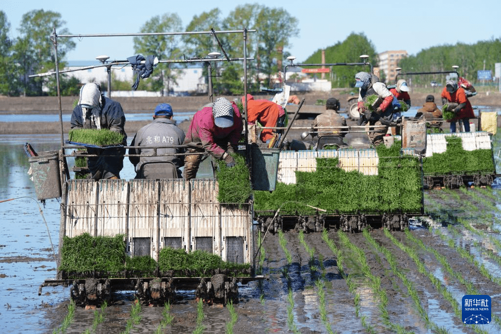 "大粮仓"黑龙江三江平原水田插秧全面启动_作业_水稻_秧苗