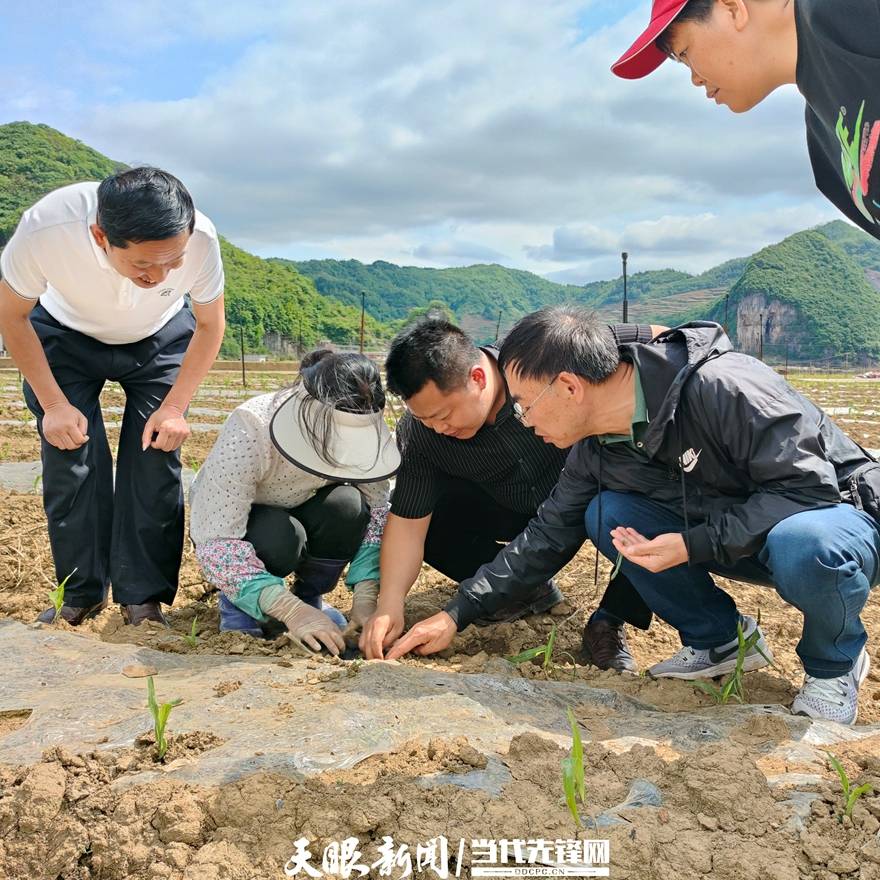 送技术解难题!毕节市植保植检站开展创新创业示范服务指导工作