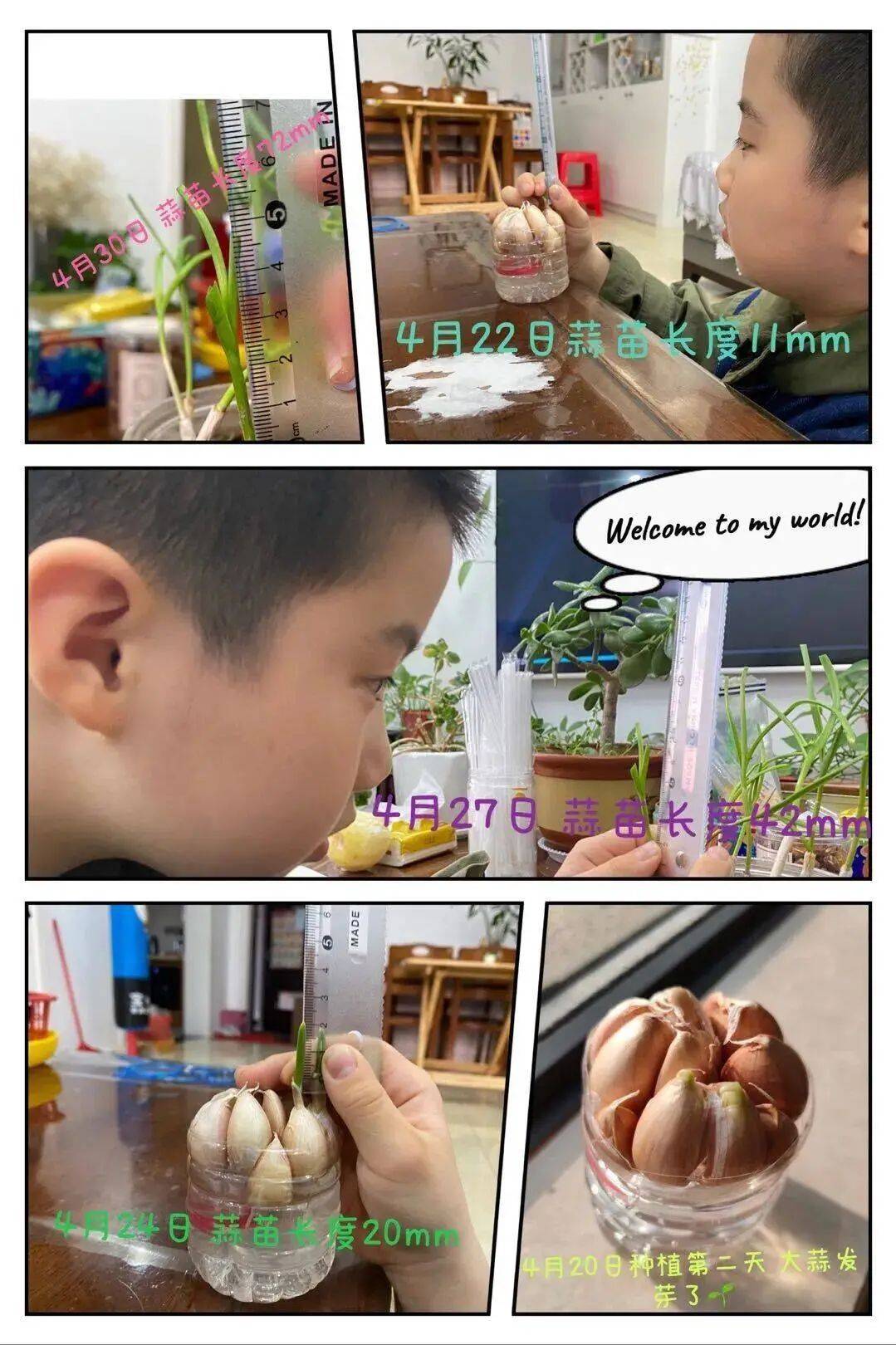 【鸾娃爱劳动】"蒜"出精彩 "蒜"出美味_种植_实践_活动