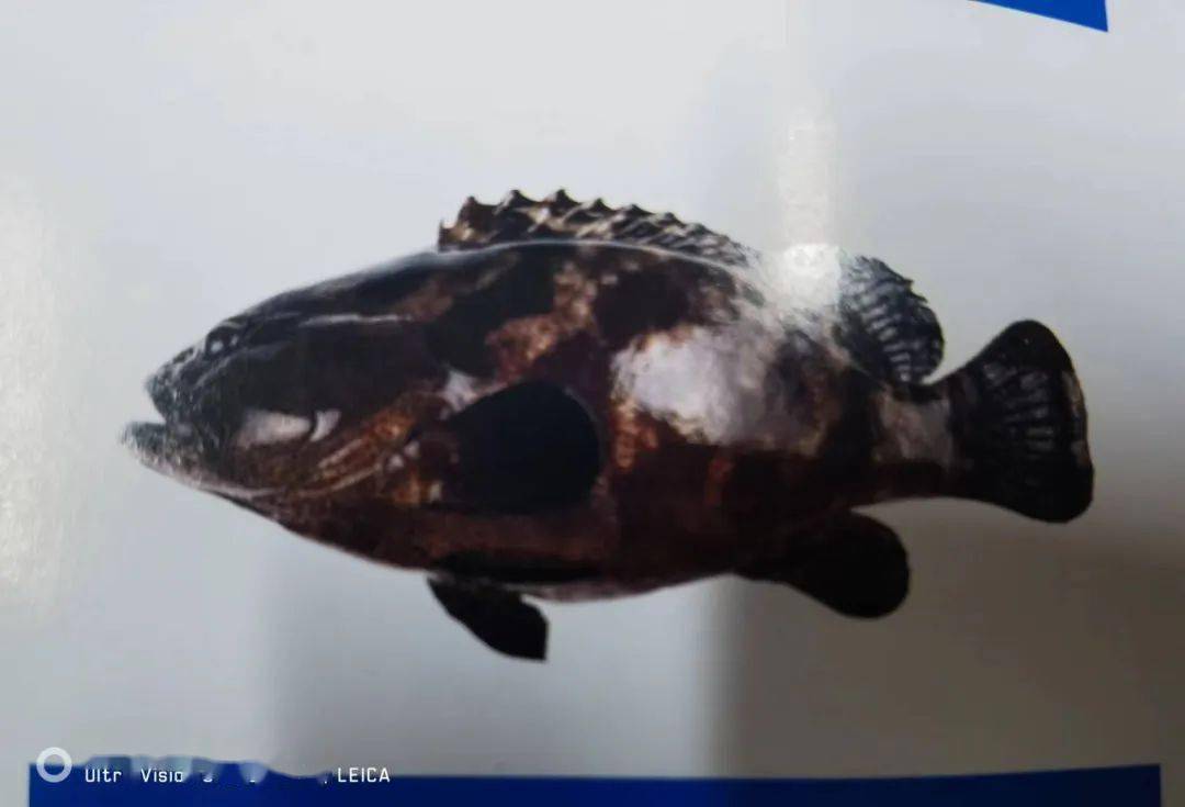 高品质!"蓝粮壹号"第六代金鲳苗 40多个海水鱼苗畅销全国_选育_科技_