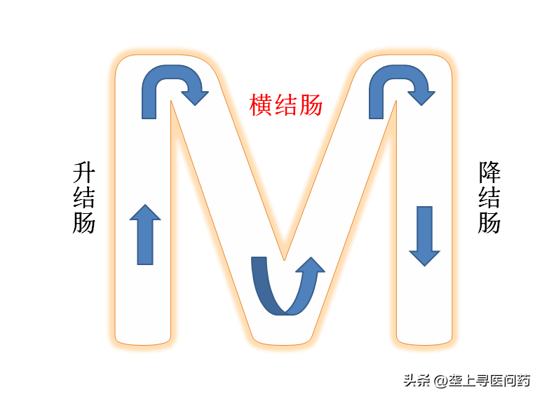 横结肠的作用图片