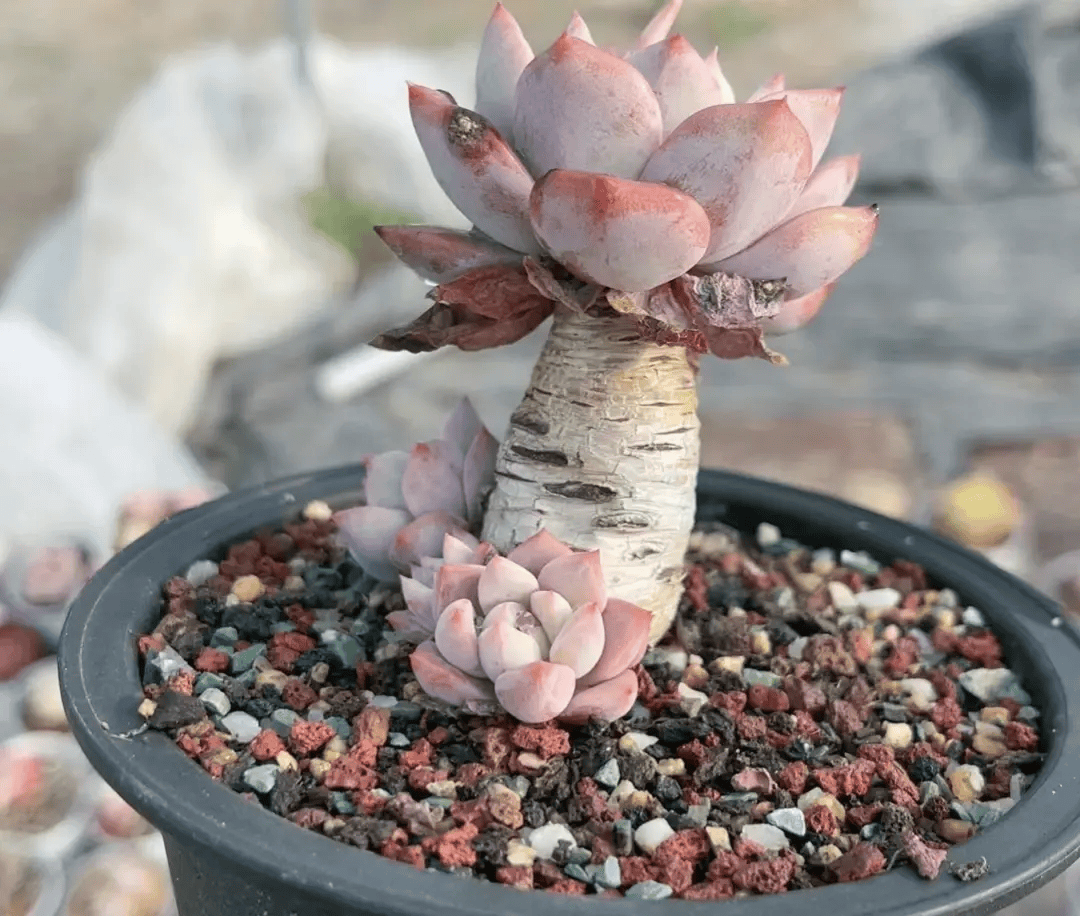 浙江一姑娘,把"普通多肉",养成高攀不起的"精品老桩",太美