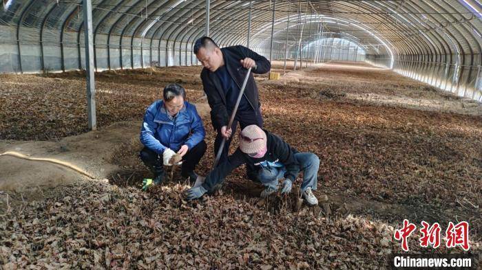 宁夏贺兰山东麓葡萄酒产区连续11年开展酿酒葡萄苗木检测