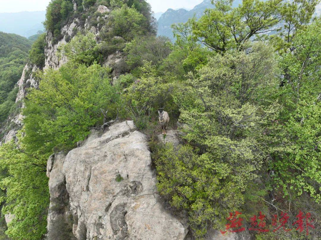 五岳寨风景区开放时间图片