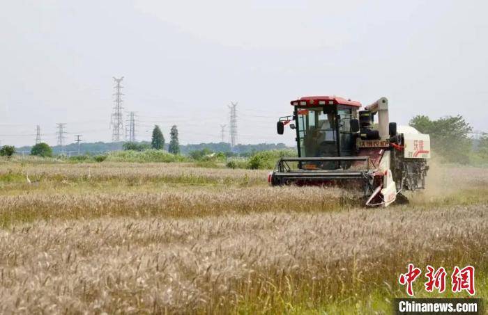 江西南昌:冬种小麦夏种稻 "稻麦轮作"促增收_贺登毅_周聪_种植