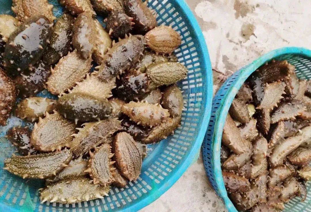 海参卖"白菜价"被曝光后,渔民这番话让人恍然大悟!