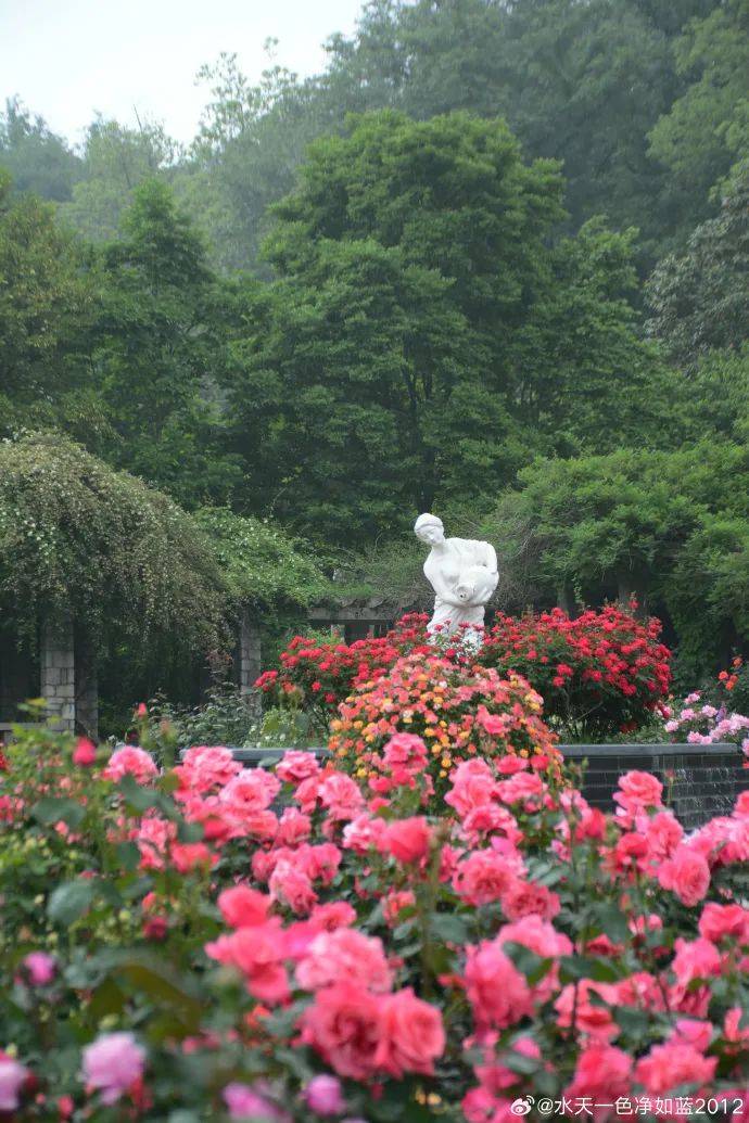 中山植物园门票图片