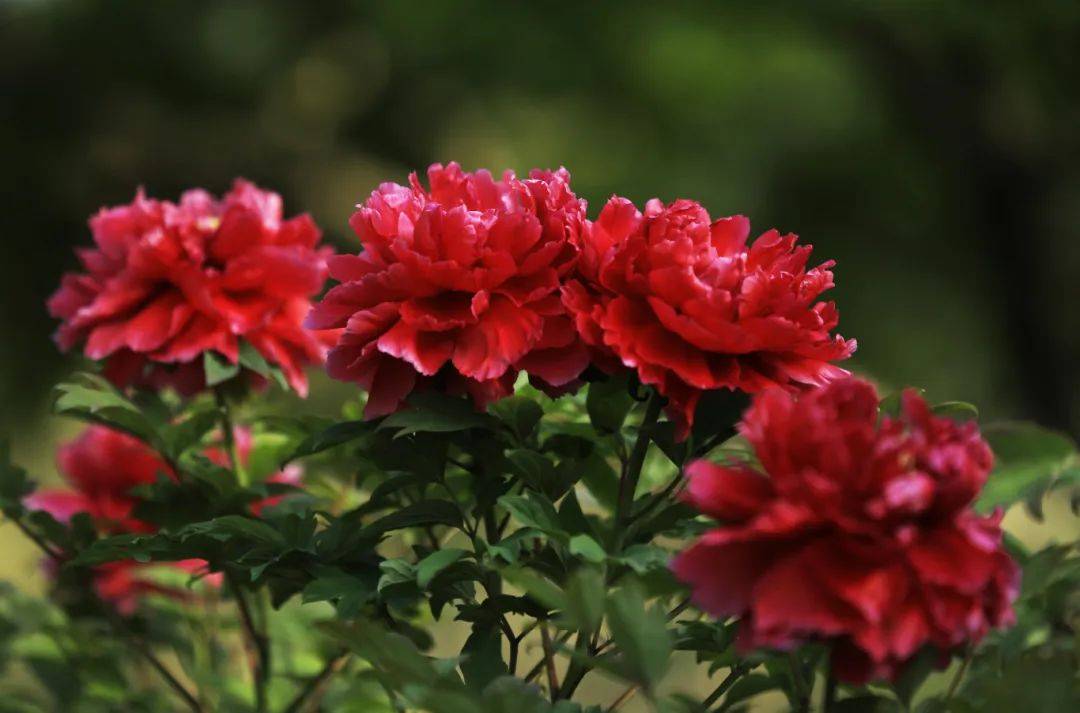 曲二|【居民投稿】牡丹盛开竞峥嵘——中山公园牡丹花美图赏