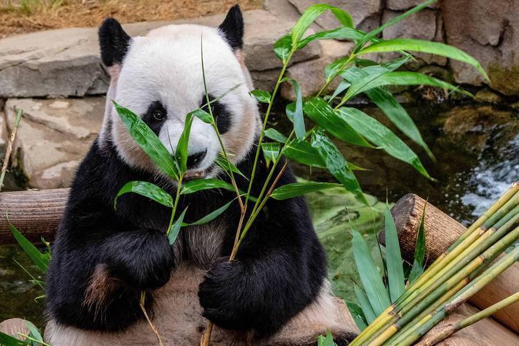 但大熊猫本质上还是一种肉食动物,它肠道的菌群经过人们的研究也被