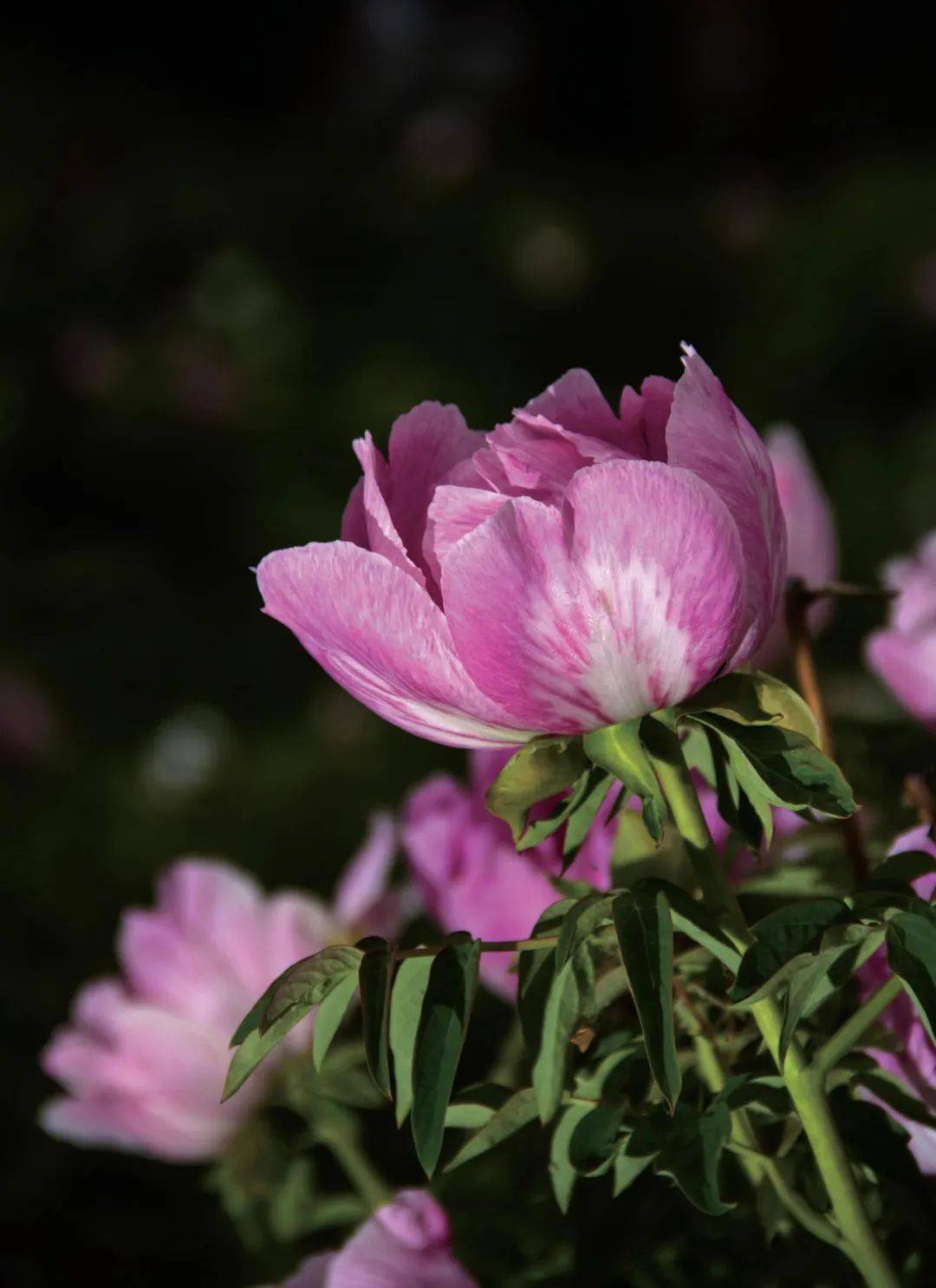 爱了!这一幅临洮紫斑牡丹画卷,果断收藏(二)