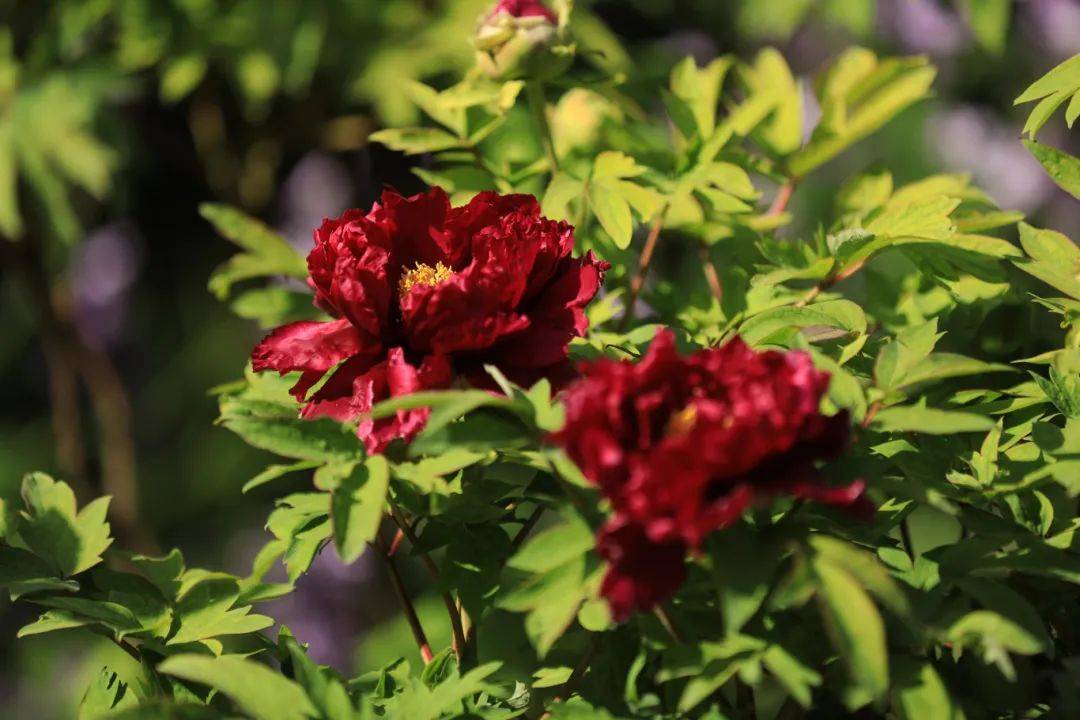 曲二|【居民投稿】牡丹盛开竞峥嵘——中山公园牡丹花美图赏