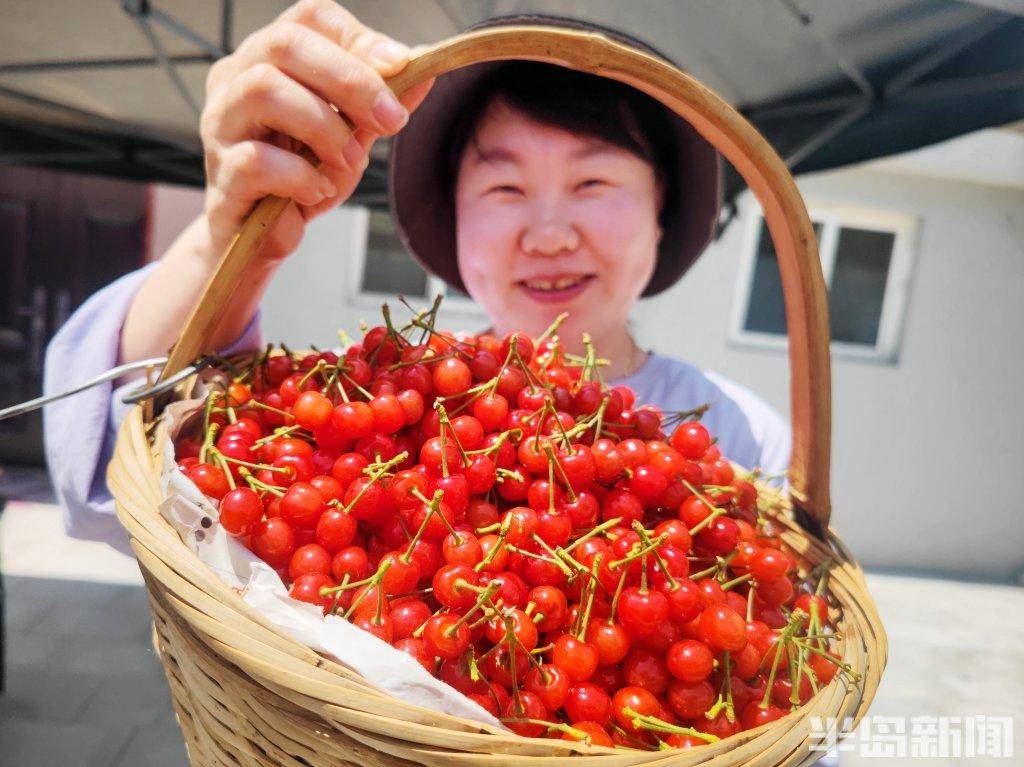 第二十九届北宅樱桃节开幕!_崂山_青岛_活动