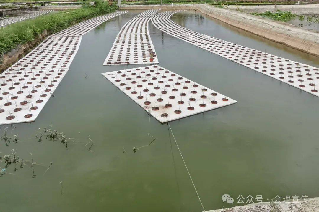 会理:鱼塘种植"水上稻" 打造"水稻"观光点