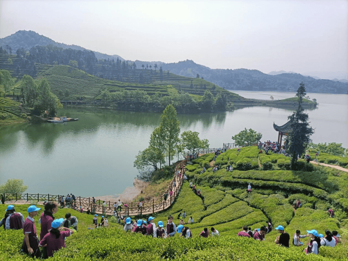 春游江淮 请来六安|乡村旅游放异彩 茶旅融合促振兴