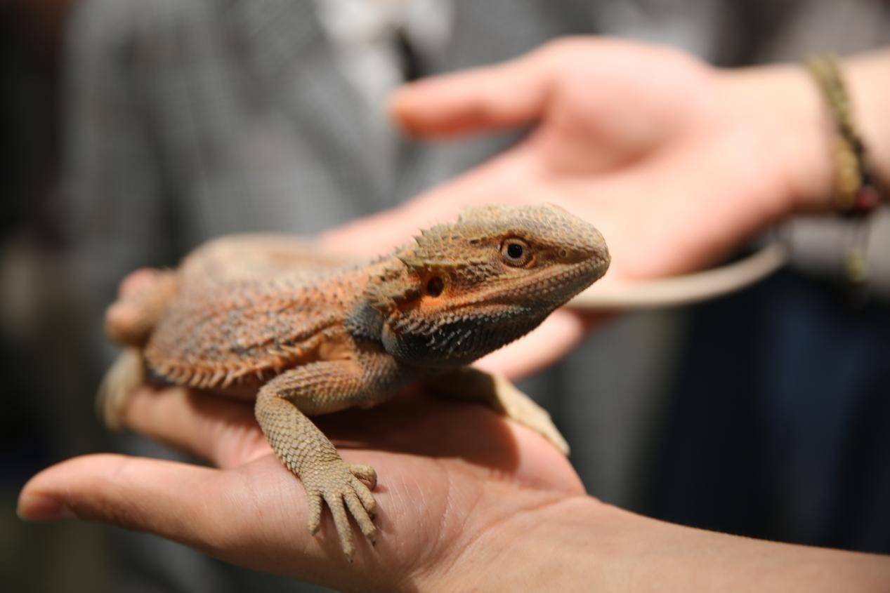 潍坊市奎文区:一只小萌宠 撬动产业10亿元