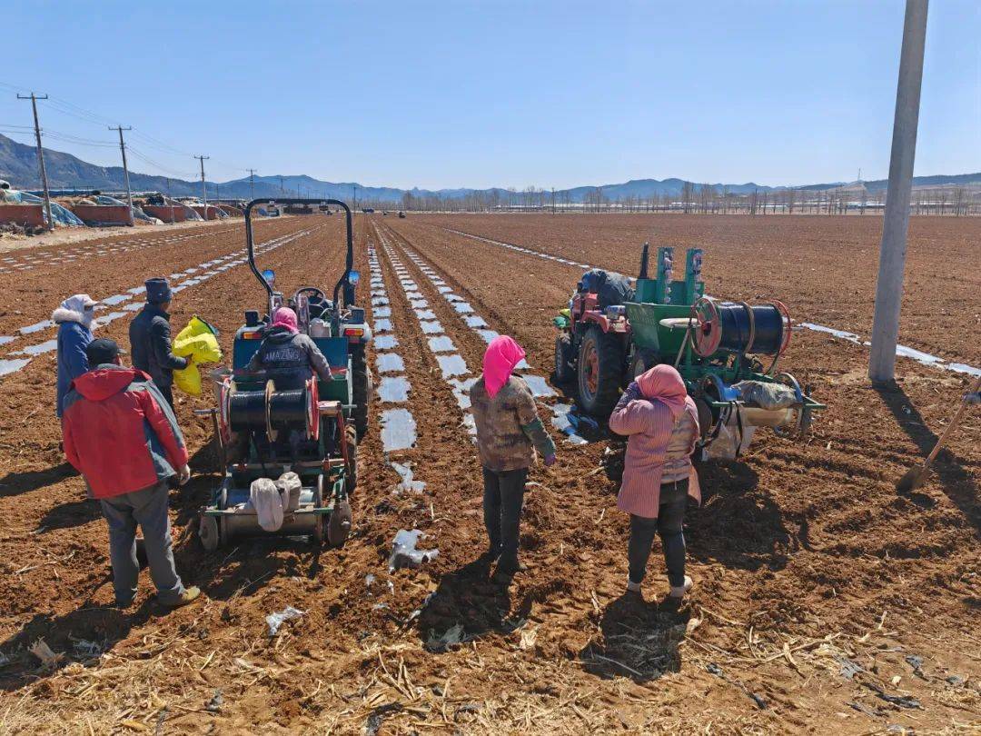 记者走基层丨“‘北斗’帮咱种庄稼”_种植_陈华_马铃薯