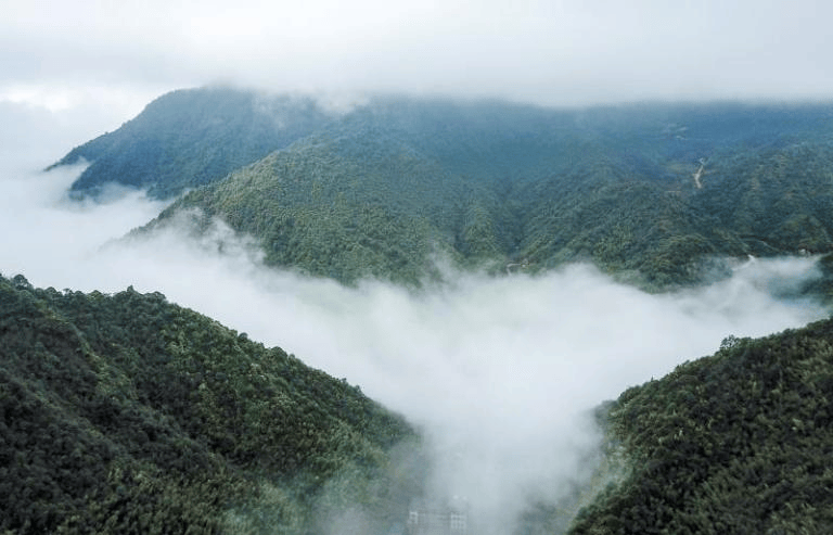 道县:深化国有林场改革 筑牢生态保护屏障