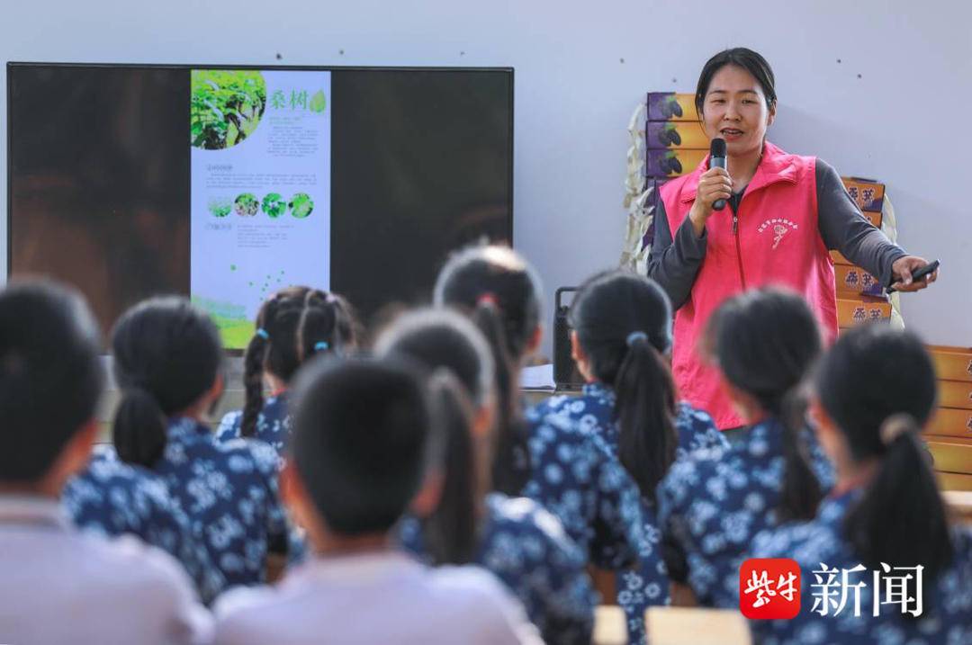 采桑葚,炒桑茶,重温童年时光,"农业 研学"融合发展带热乡村游_句容