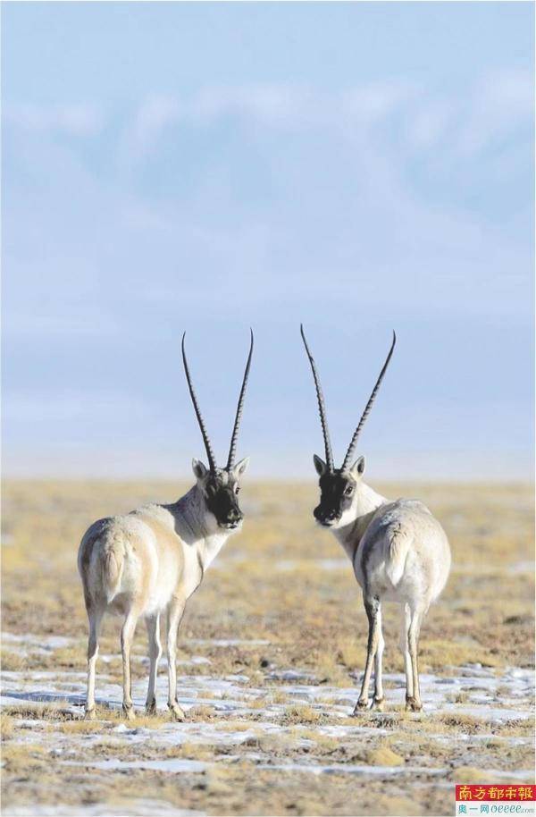 "高原精灵"向可可西里进发_保护_监测_母羊