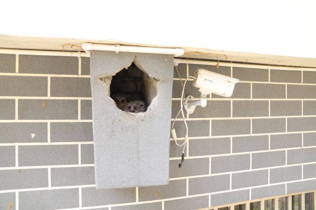 呆萌又可爱!天台乡村的老烟囱迎来"特殊的村民"30年