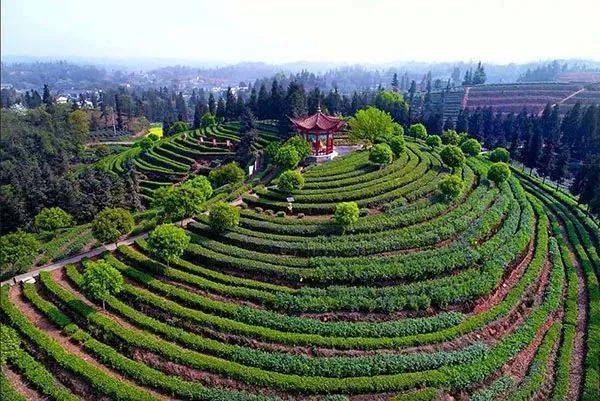 喝美酒,吃美食,这些泸州舌尖上的品牌你全吃过没?_古蔺_郎酒_发展