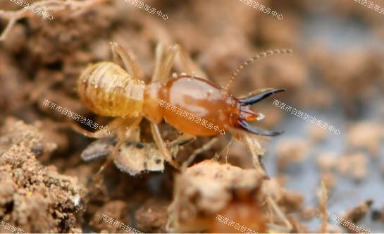 请关好门窗_白蚁_常州_服务