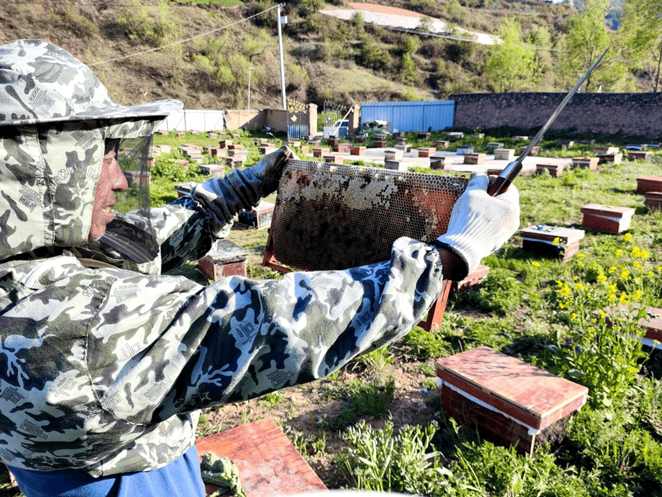 武山县乡村特色产业百花齐放