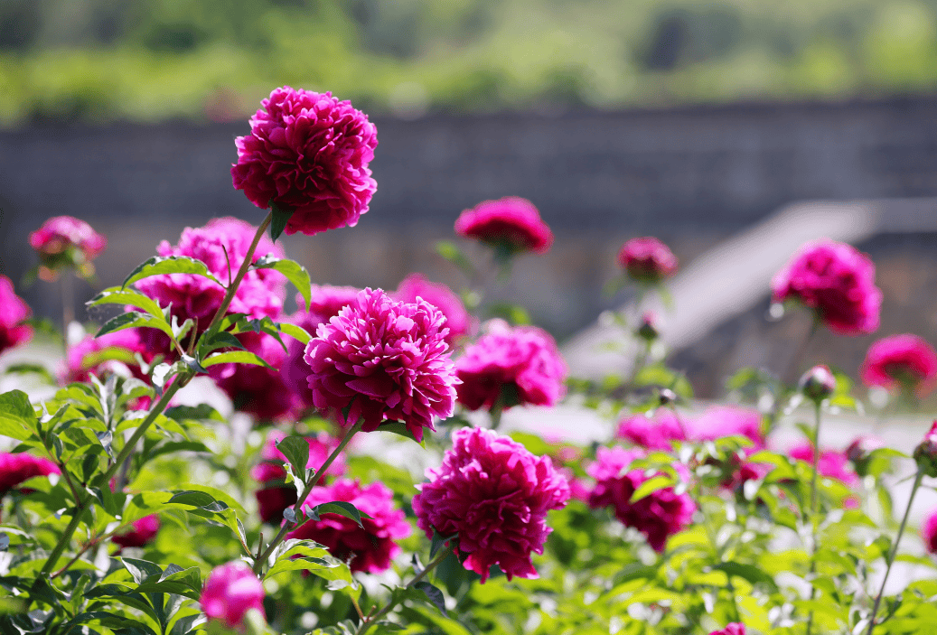 北京"五月花神"花开成海,浪漫如画!快来get你的专属花海大片!