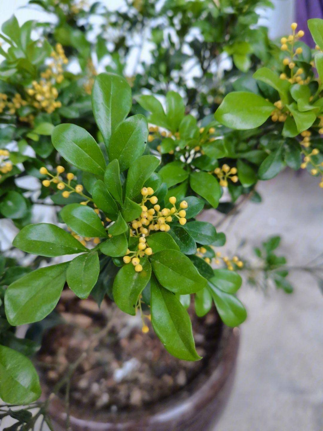 养米兰花,记住3个技巧,开花不断,花繁叶茂,长叶又开花