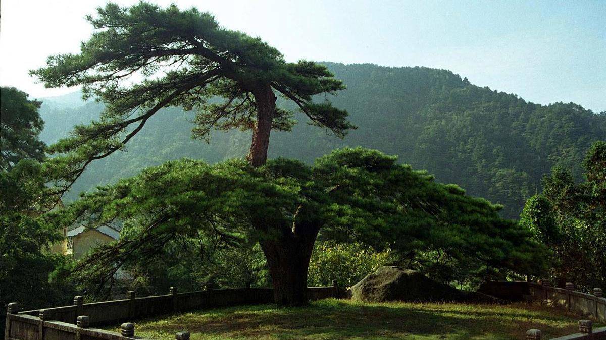 月色与青松真是绝配,何需用"岁寒终不改,劲节幸君知"之赞.