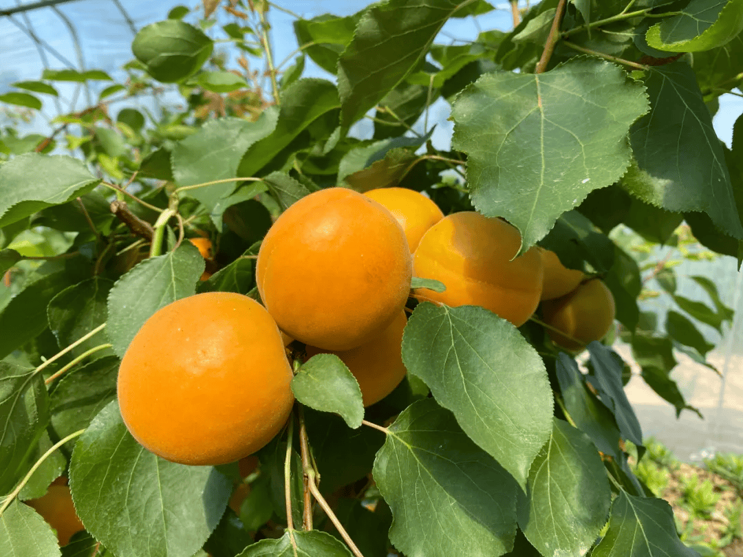 全年只卖20天的大黄杏25.9/5斤!肉多离核,饱满多汁,清爽解腻!