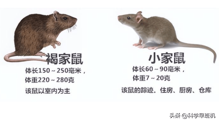 为何南北老鼠差异那么大?