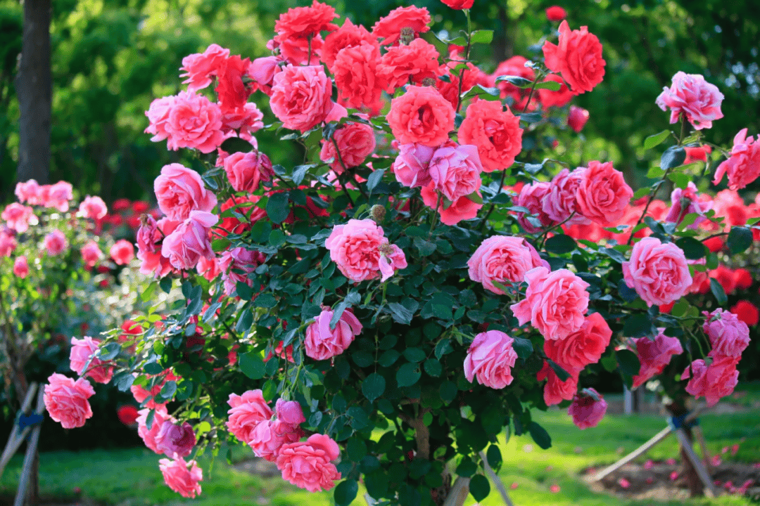 北京市花盛开!去这些地方赏浪漫花海——_月季_地址_公园