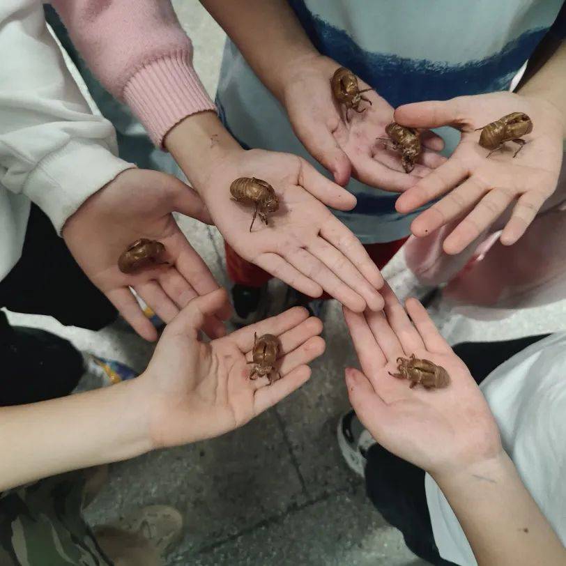 校园风采(78)丨巨化三小:采桑叶,食桑葚,养春蚕_活动_蚕宝宝_年级