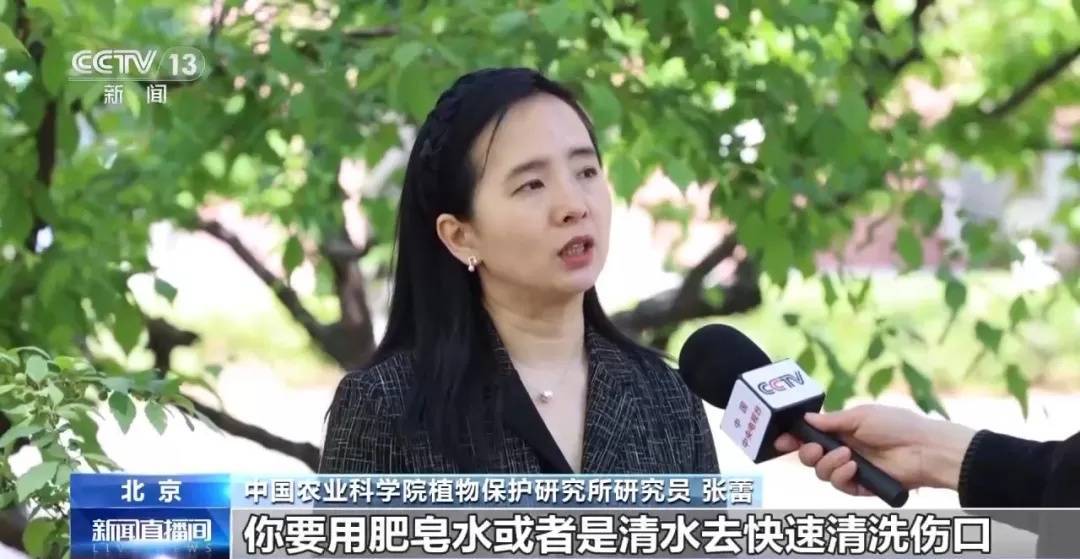 已入侵四川48个县市区!有致命危险,发现立即上报