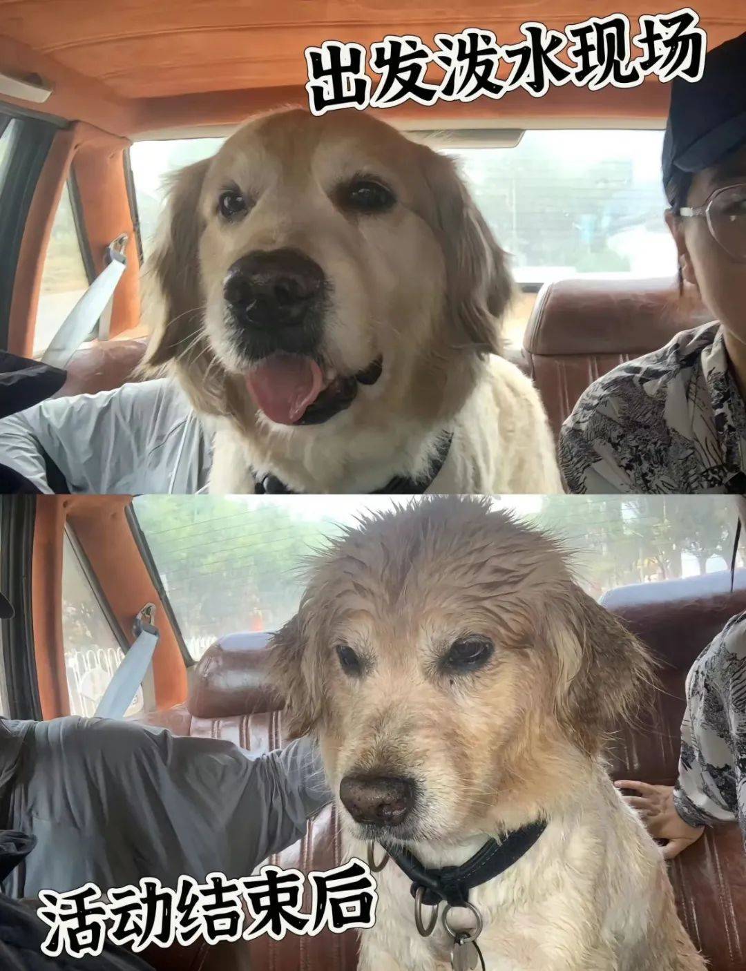 云南"抹黑节"最大受害者竟然还是狗?主人:洗了三次都没洗干净.