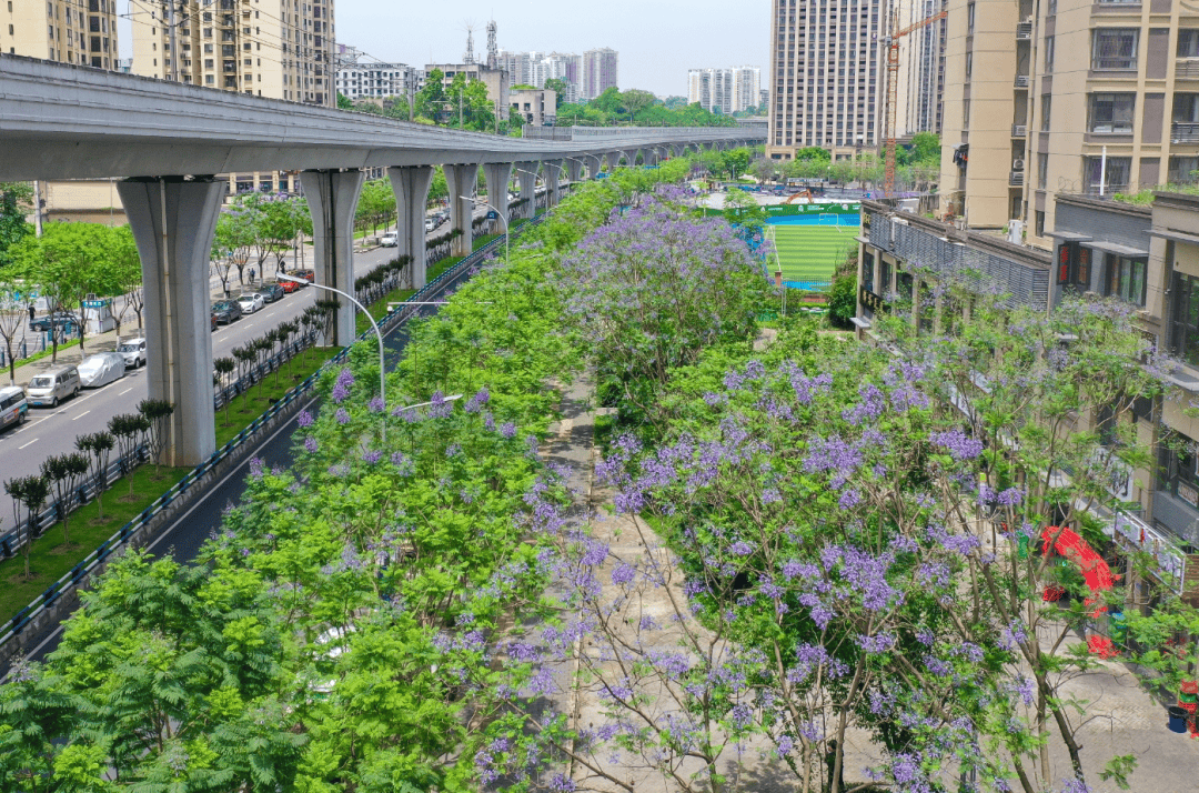 图源:九龙坡发布位于沙坪坝区的石井坡站沿线道路,大片的蓝花楹正在