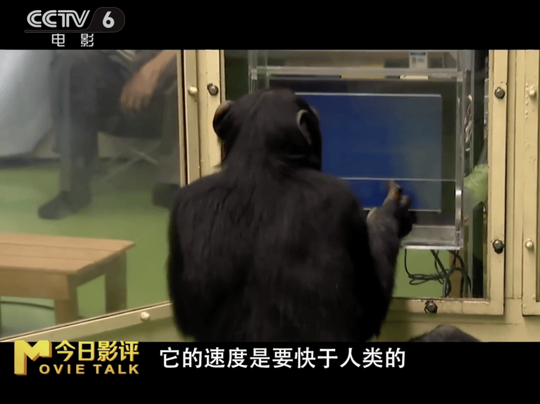 国家动物博物馆馆长看《猩球崛起:新世纪》:猩猩能主宰地球吗?