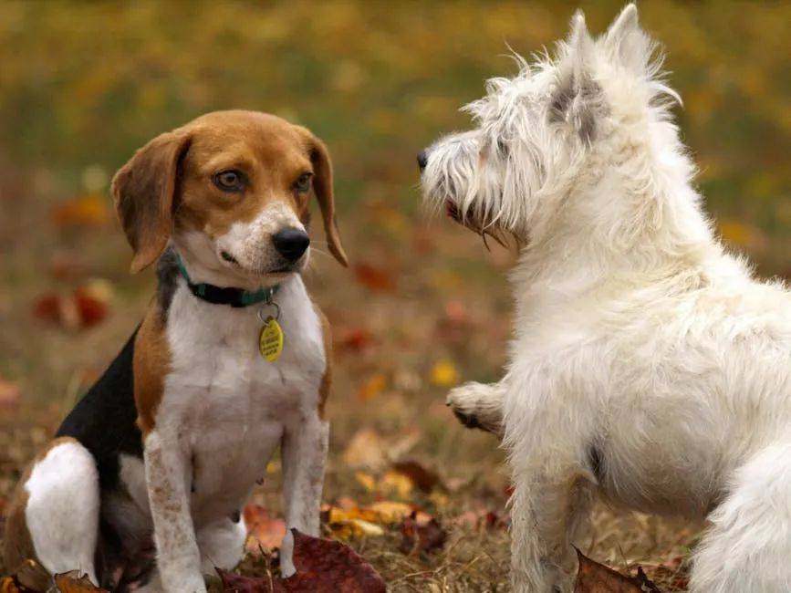 "i like dog"不是"我喜欢狗",老外会被吓坏的!