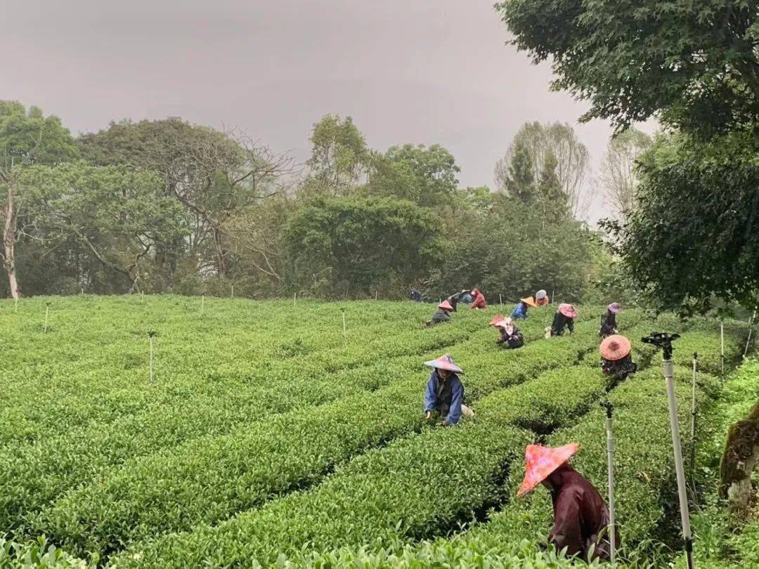 本土茶山,从源头开始,一株一叶,薪传香可溯其源,不再选择其他场域耕植