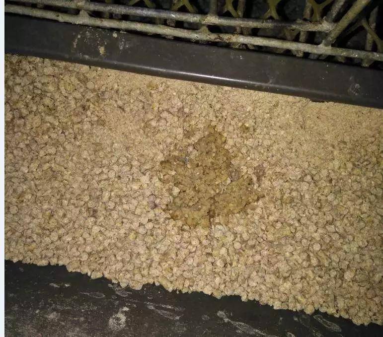 逆流,经嘴排出,鸡采食后吸收功能变差,这一点经过粪便就可以看出来