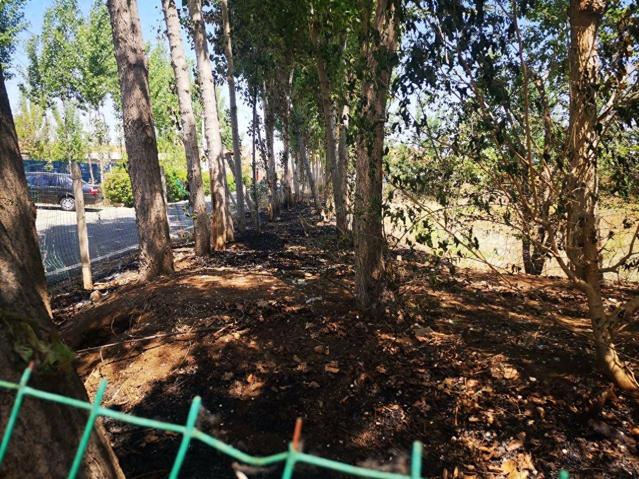 北京平谷一男子点燃杨柳絮致火灾被拘7天_灭火_火势_树木