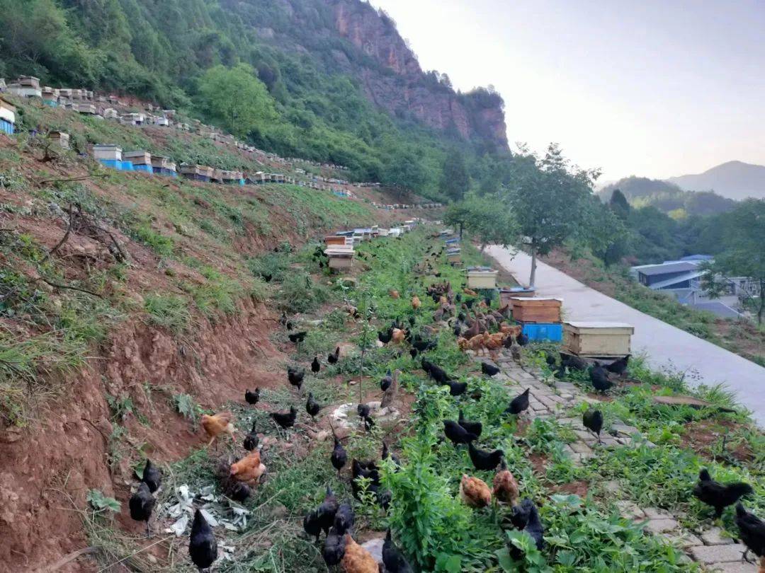西坡镇:林下"金凤凰"串起"生态链"_养殖_产业化_发展