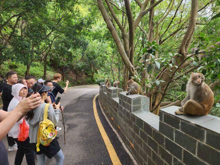 在塘朗山青云台附近,市民崔先生表示,他是特地带着孩子过来看猕猴的