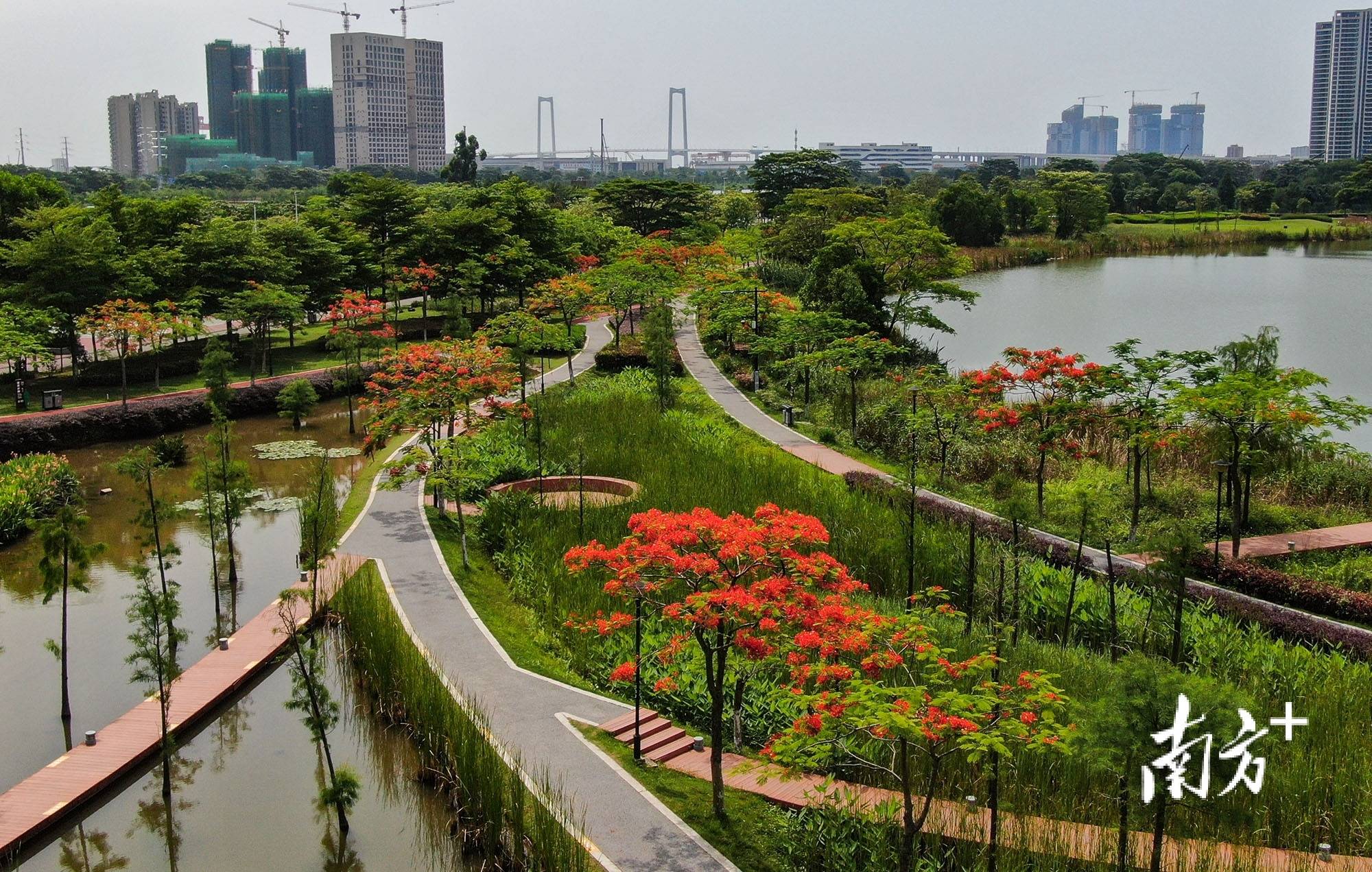 视频|凤凰花开,初夏的中山翠亨新区"红了"
