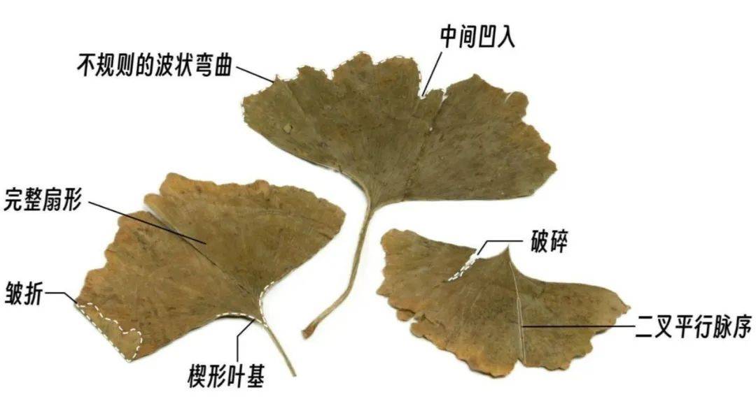 黄绿色,上缘呈不规则的波状弯曲;具二叉平行脉序,细而密,光滑无毛;叶