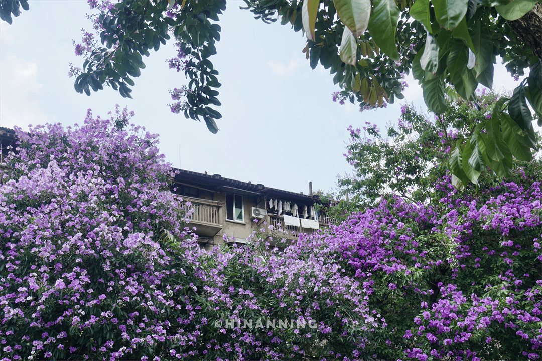 南宁再现夏日限定版“网紫”，老城区这条街道超级惊艳！但这美景可能看一次少一次