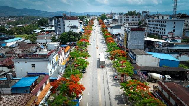 美爆了!5月的德宏陇川 凤凰花如期绽放