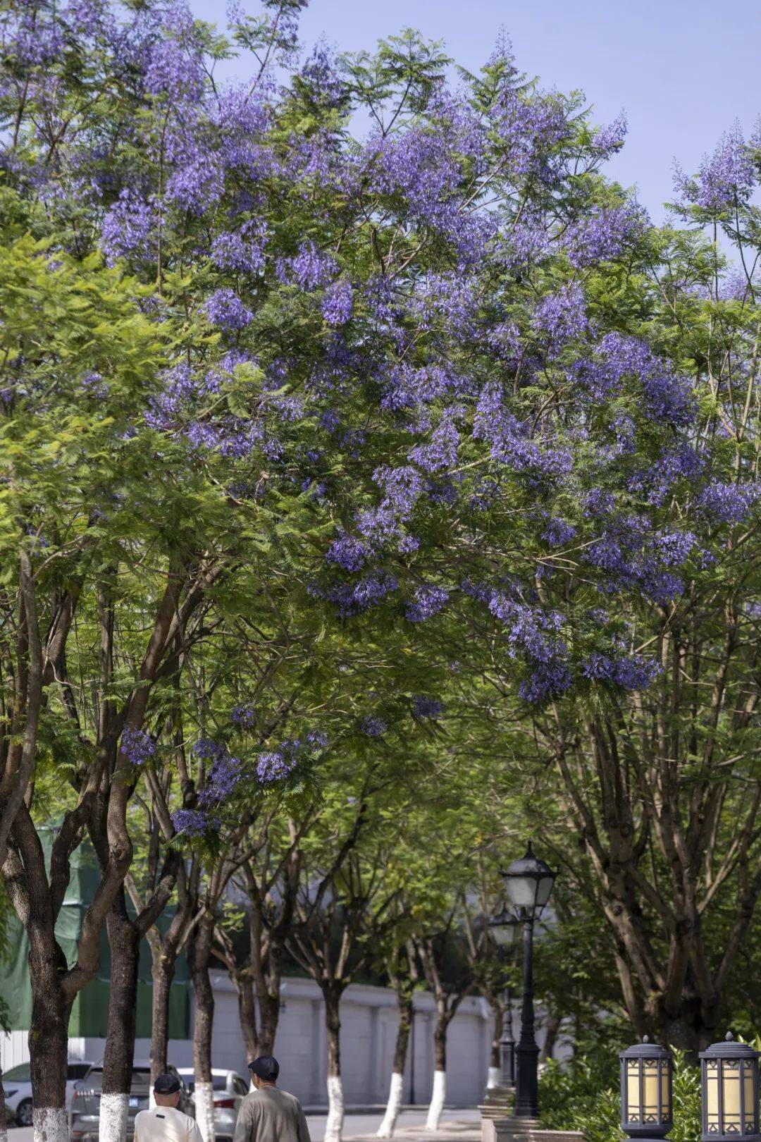 蓝楹花最美图片